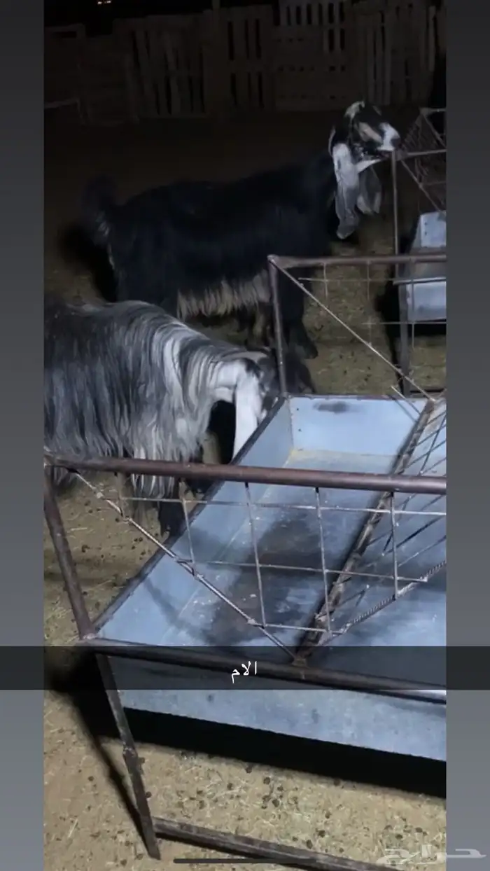 جذع عارضي فاخر 3