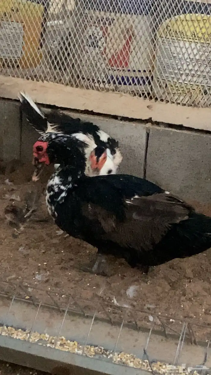 بط بح 1