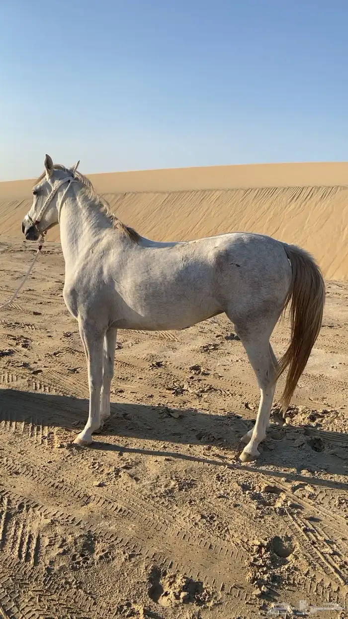 فرس لقاح ومهره جزيريات اصايل 13