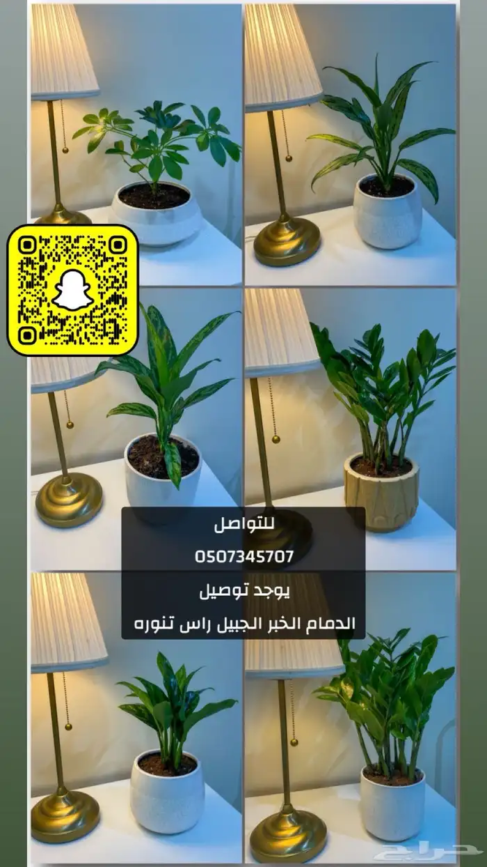 نباتات داخليه واسعار مناسبه وجميله 9