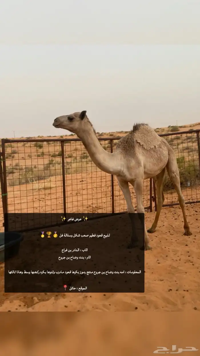 فطيم كفوو نادررر 0