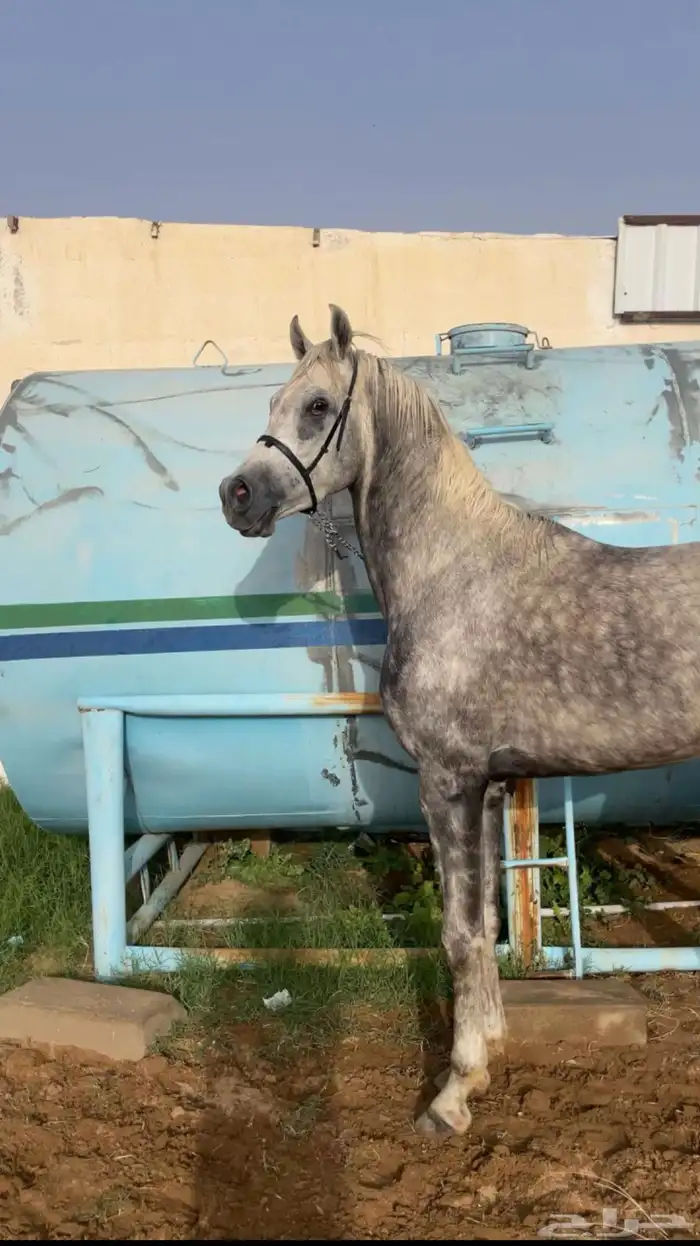 حصان شعبي فاخر 0