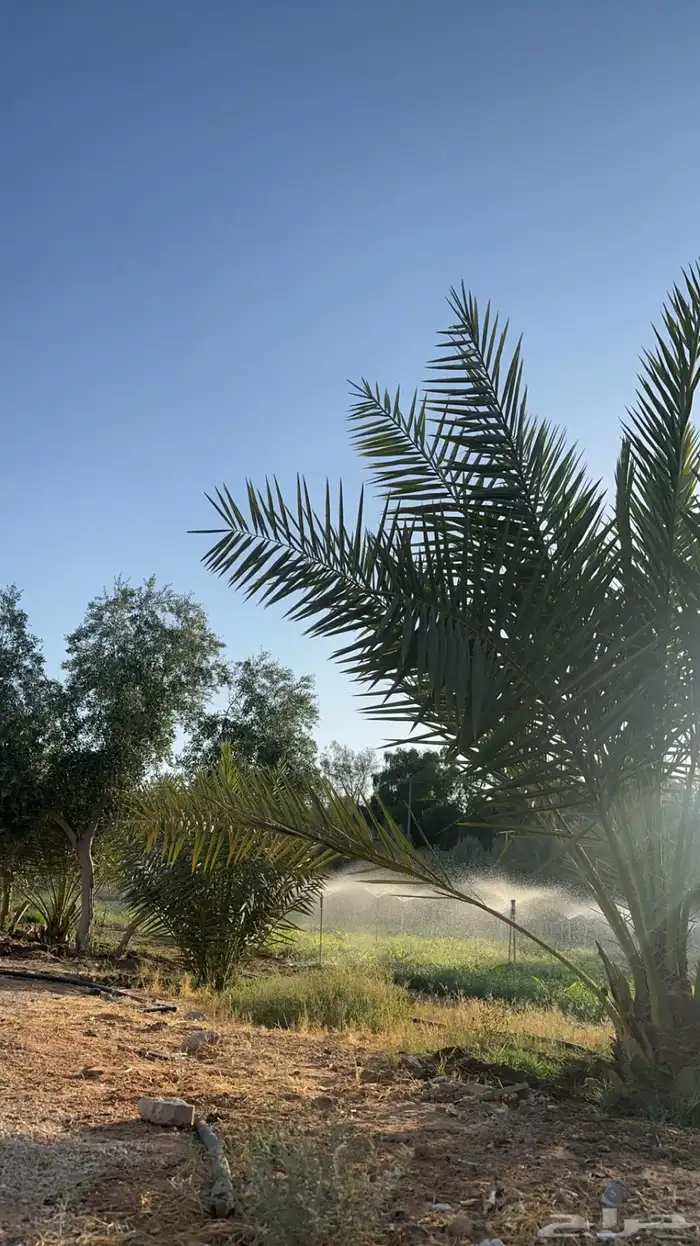 مزرعة للايجار اليومي 8