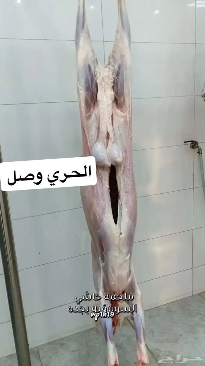 ملحمه حاشي السويرقيه جوده نتميز في الحاشي والحري ج 2