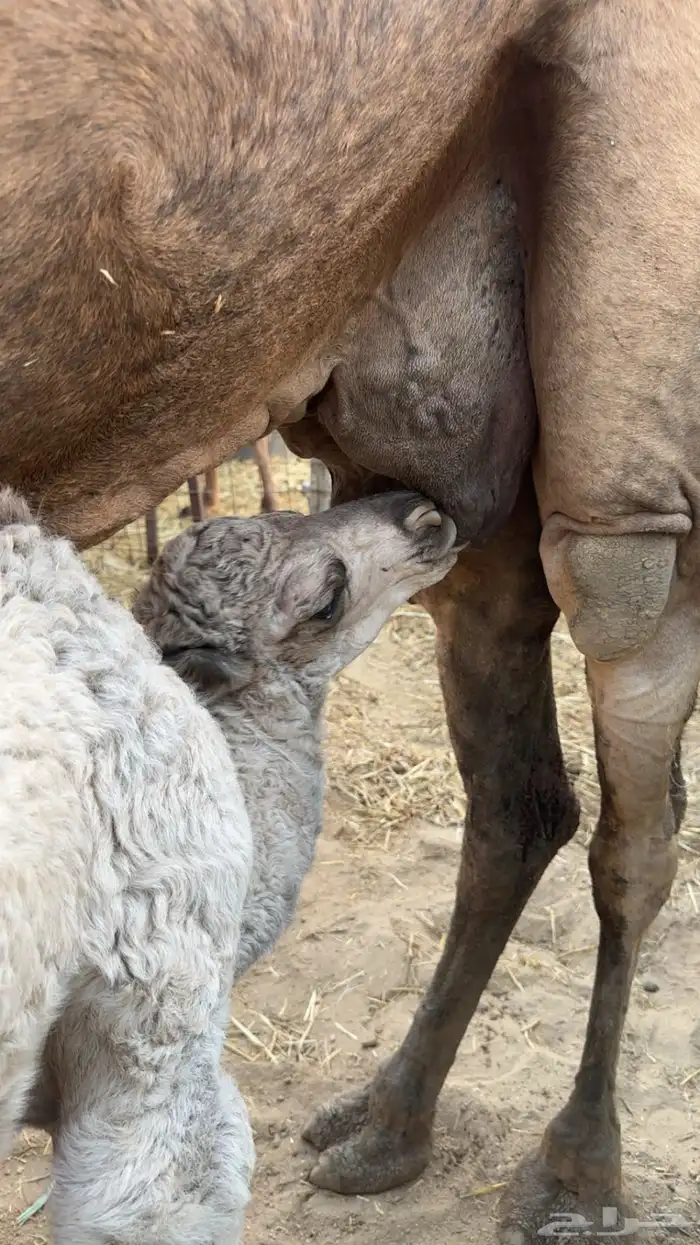 ناقه ساحليه بولدها 4