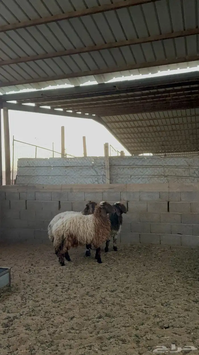 رخال نعيم جبره 5