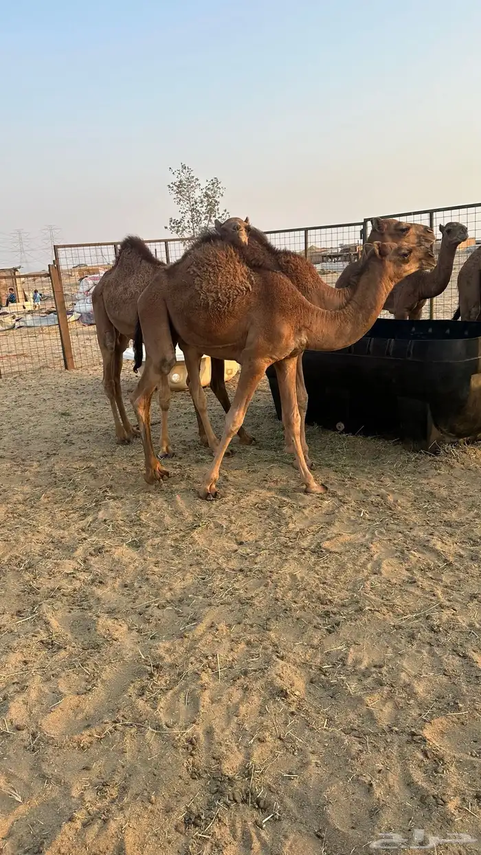 قعدان بلدي للبيع 0