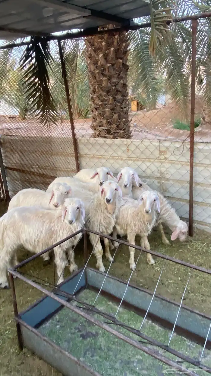 رخال صفر 4