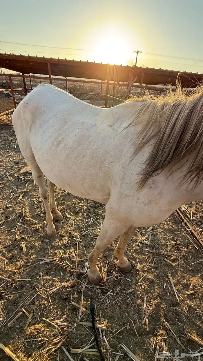 فرس عمرها 4 كفو للبيع عليها مهر ولقاح 6