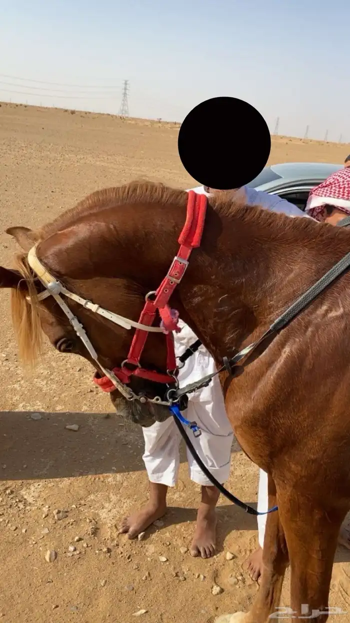 حصان فحل واهو جاهز لنقل الملكيه 3