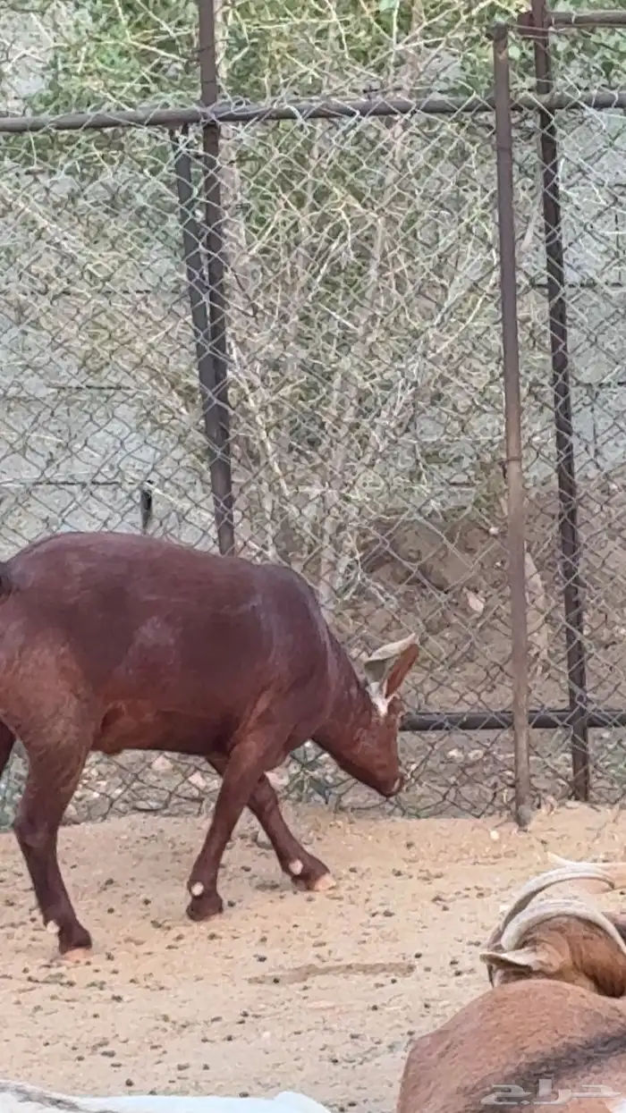 تيس ادهم للبيع غنم تهاميه 1