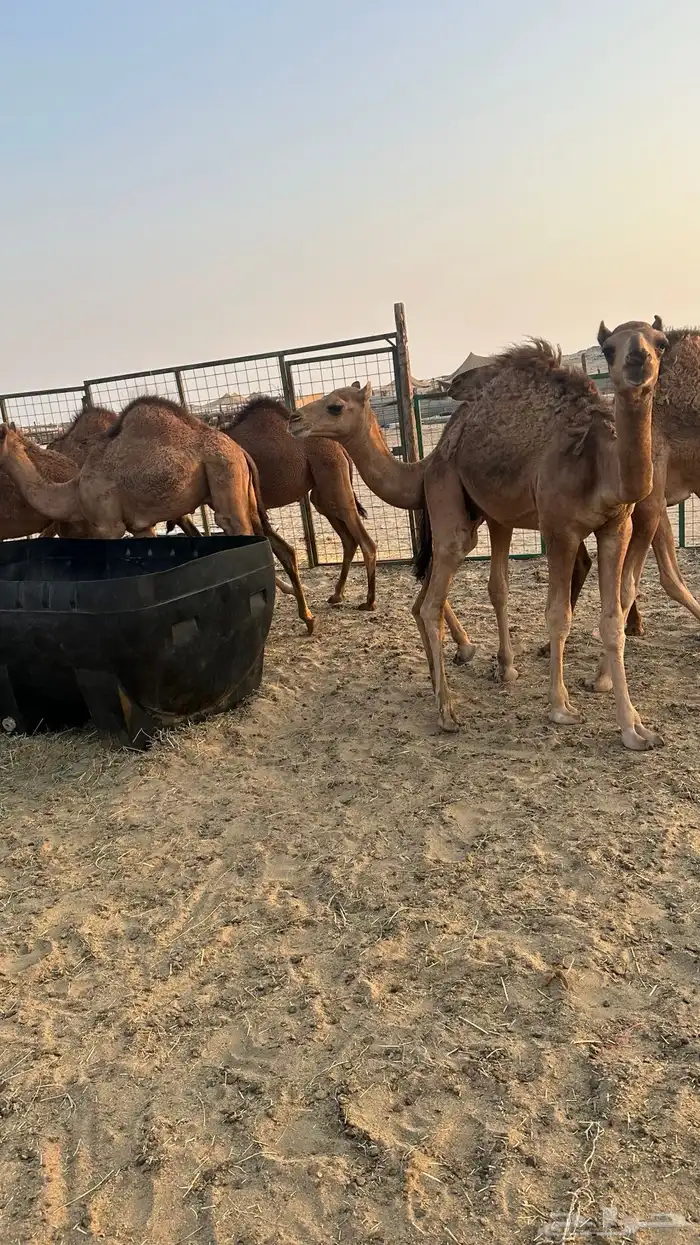 قعدان بلدي للبيع 5