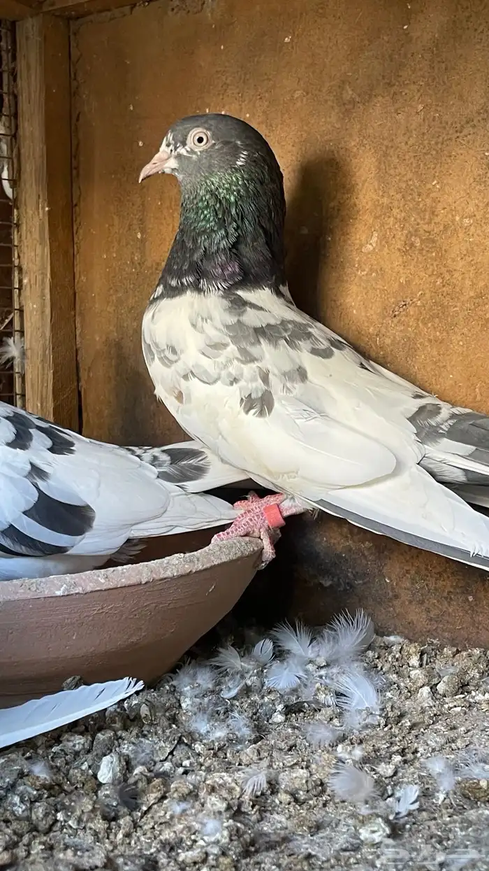 حمام بكستاني 11