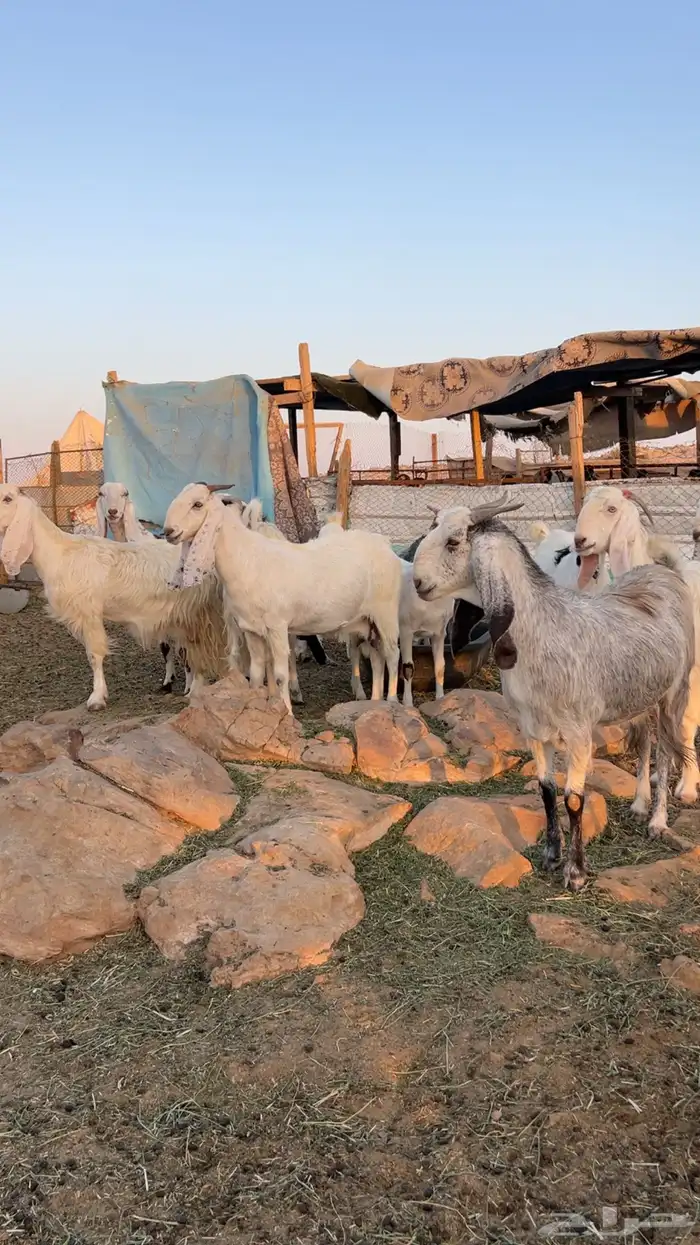 معزاء مشاريك دفيع 1
