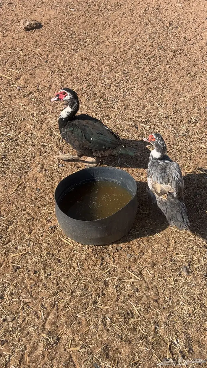 للبيع بط سوداني 0