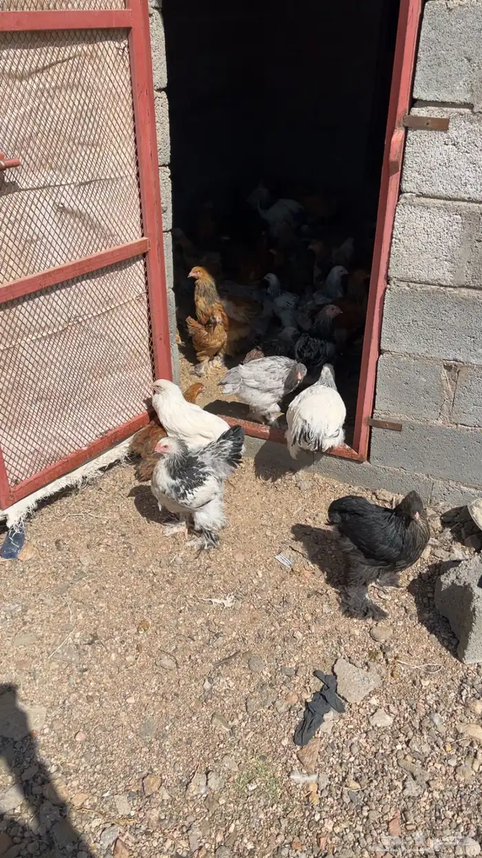 فروخ براهما دم صافي 3