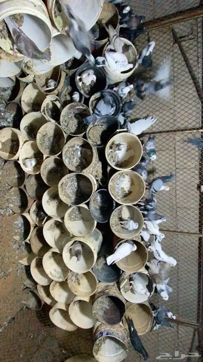 عشة حمام مشكل بهن زاجل وهندي وفرنسي وسلفر منتجه شرط 6
