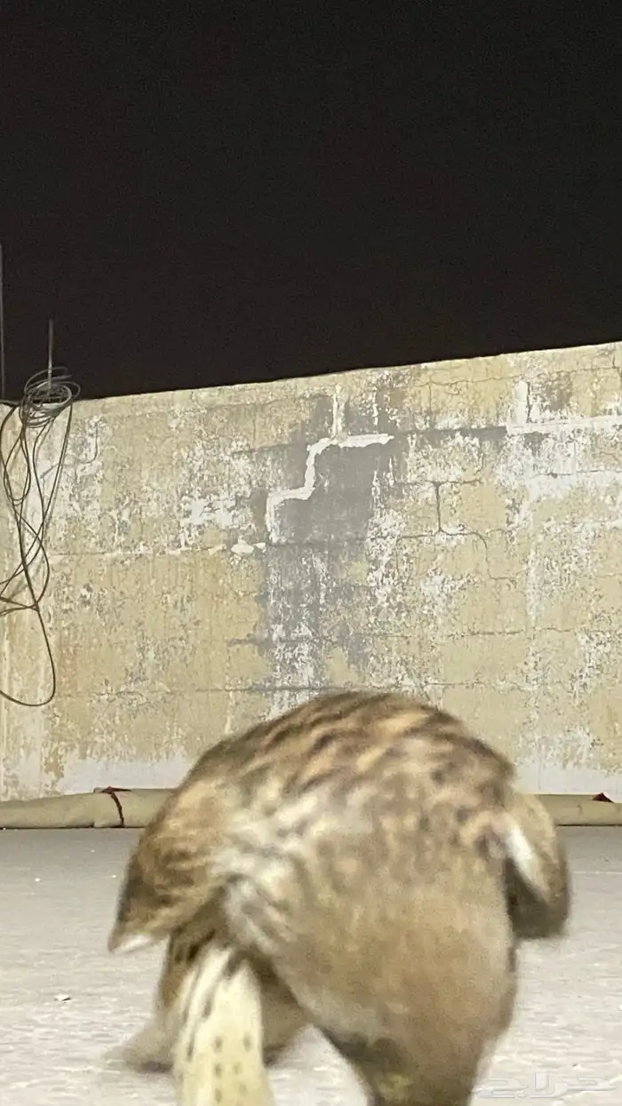 مسيتم ب الخير شبوط يهد على السمان و الجرابيع وعندي مقطع وهو 2