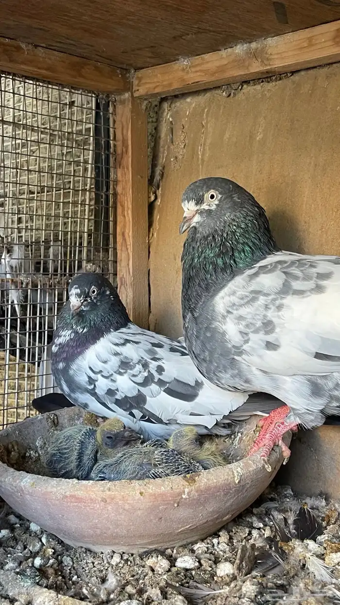 حمام بكستاني 6