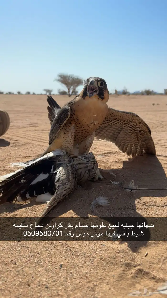 شهانه للبيع 0