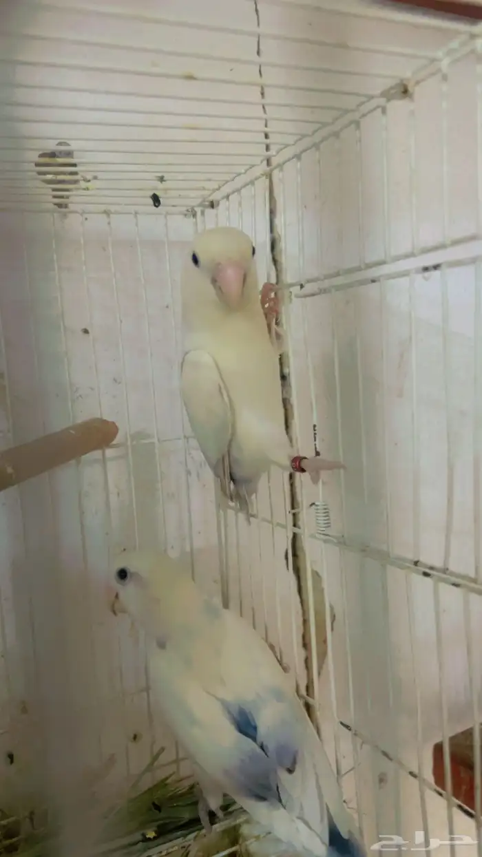 جوز روز وانثى وفرده انثى روز 2