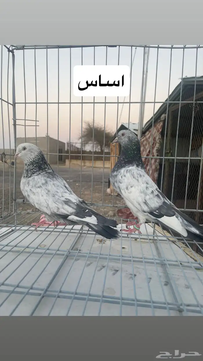 حمام باكستاني قولدن 1