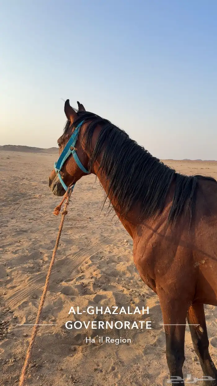 حصان شعبي 0