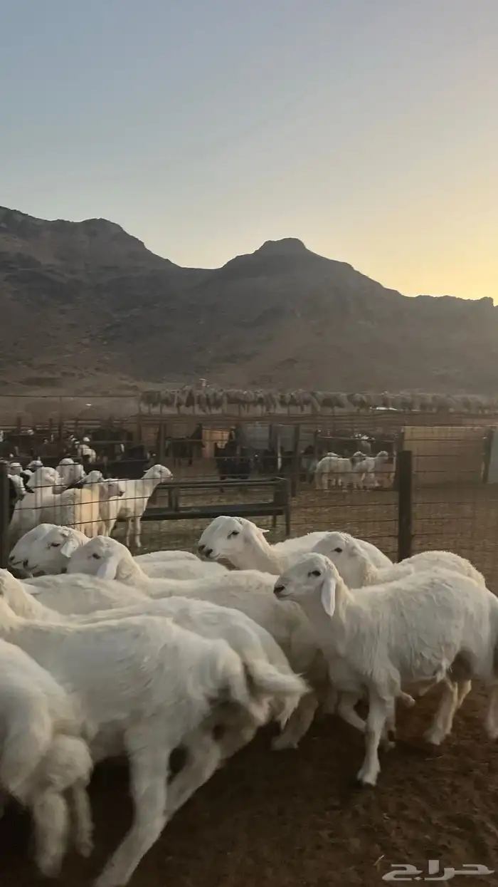طليان حري ذبايح نظاف شرط 4