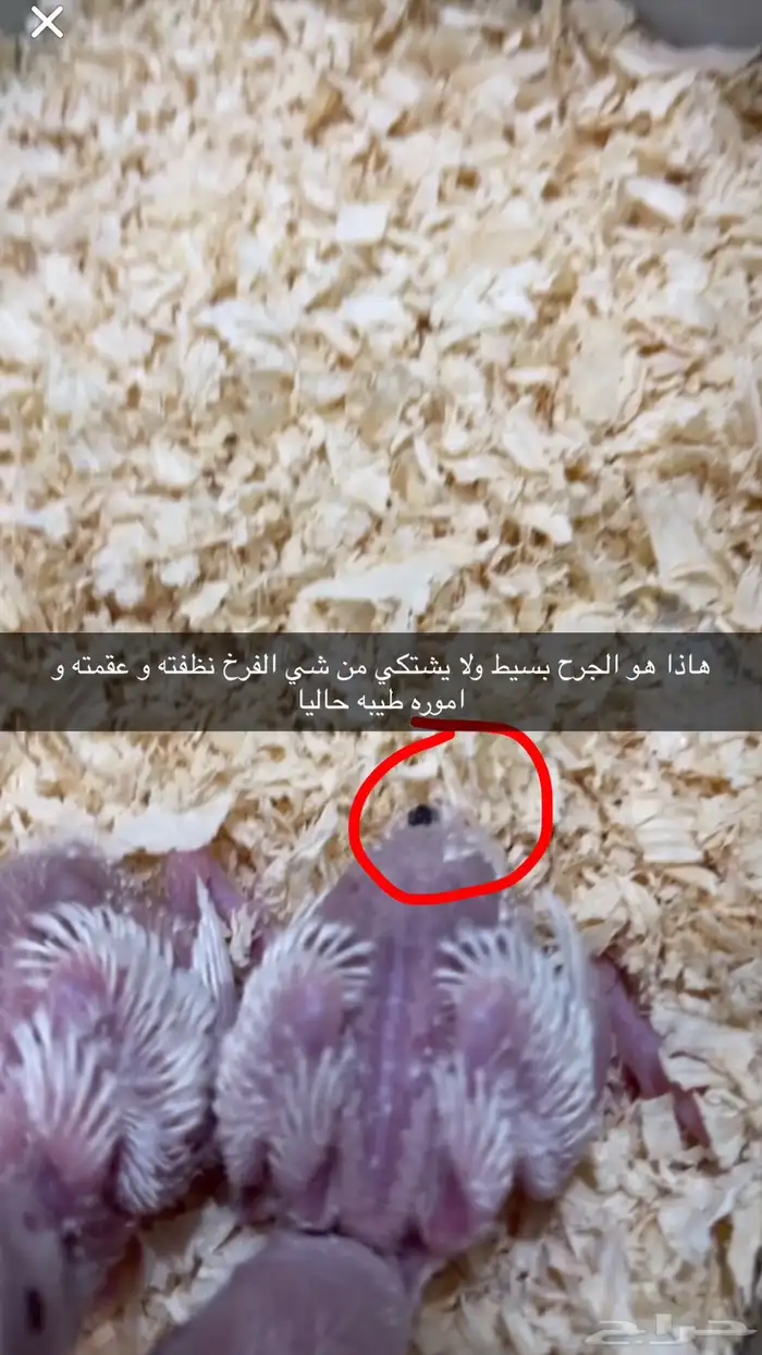 فرخين روز البينو 2