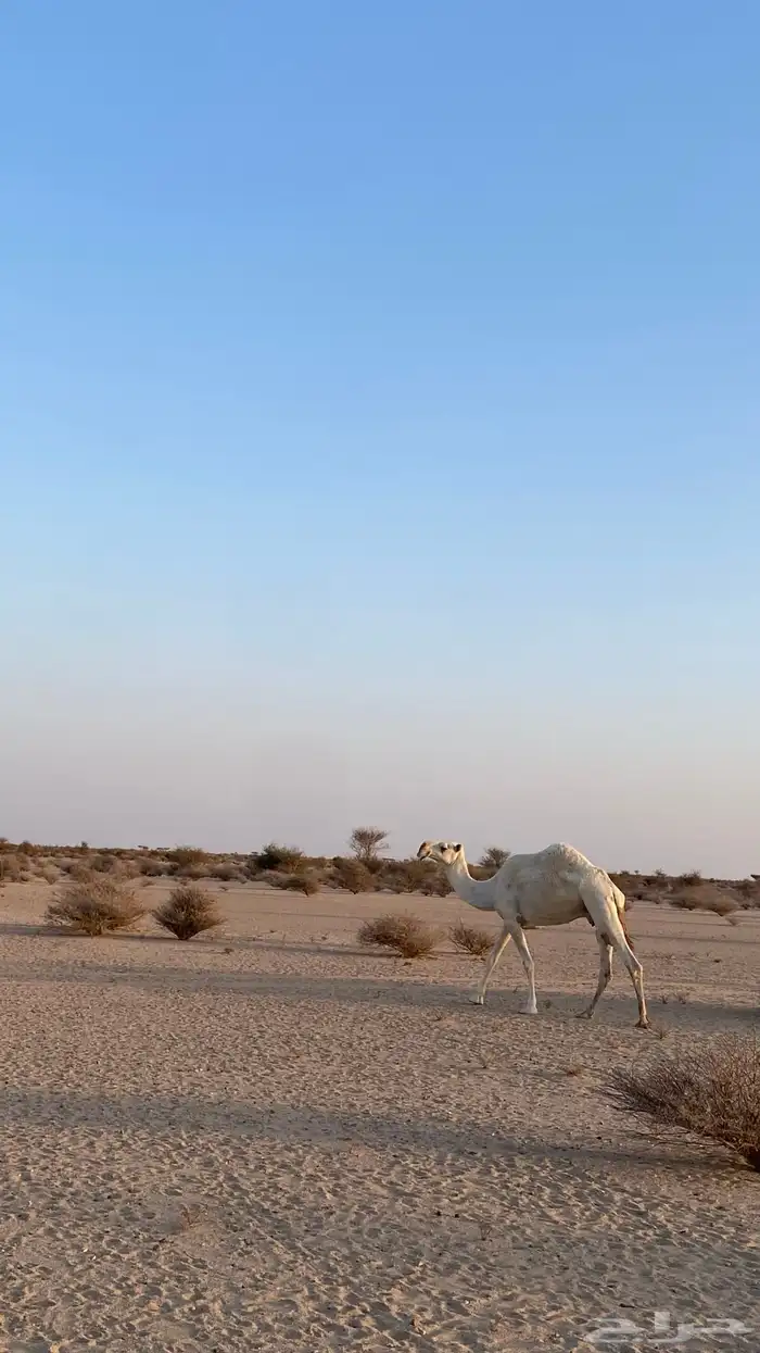 ناقه عفراء خفوت كفو 1