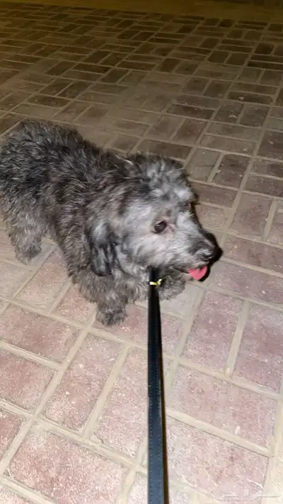 كلب شيتزو للبيع 0