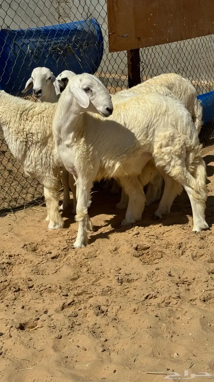 جذع حري فاخر 1