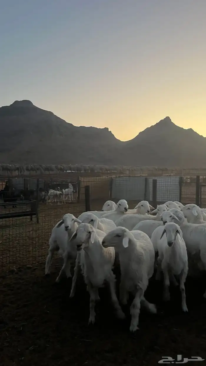 طليان حري ذبايح نظاف شرط 20