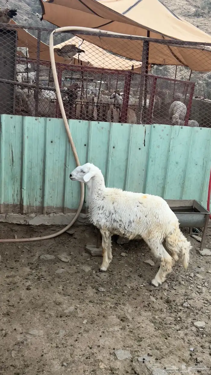 طلي حري وتيس بيشي للبيع 1