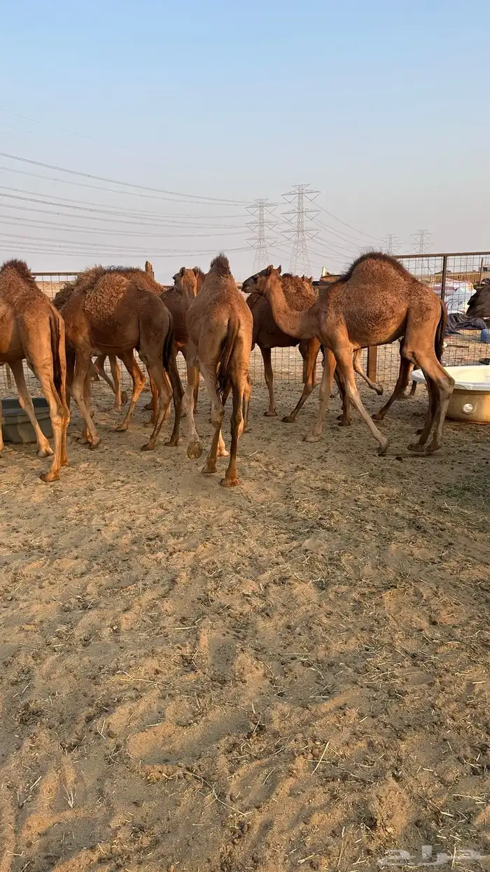 قعدان بلدي للبيع 6