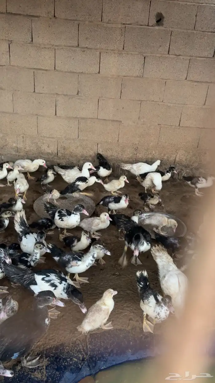 بط مسكوفي 0