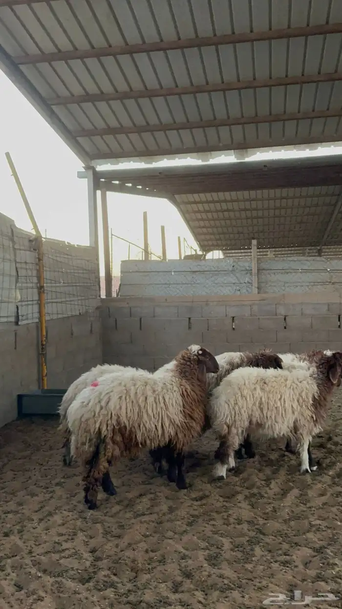 رخال نعيم جبره 7