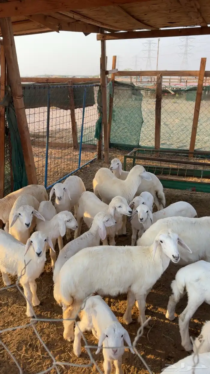 ضان خلفات 5