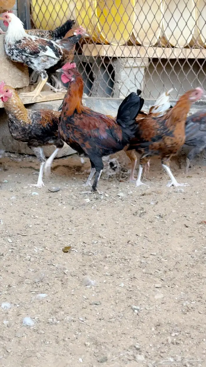 دجاج وديوك 4