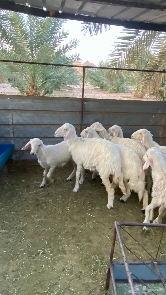 رخال صفر 1