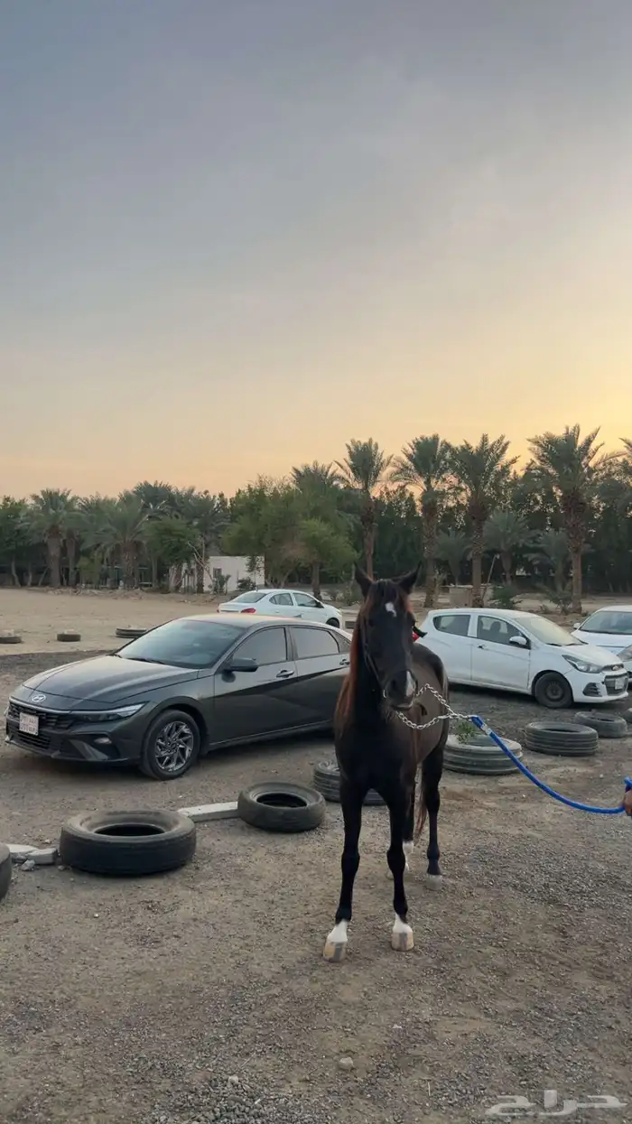 فرس دهماء شعبية لابيع 0