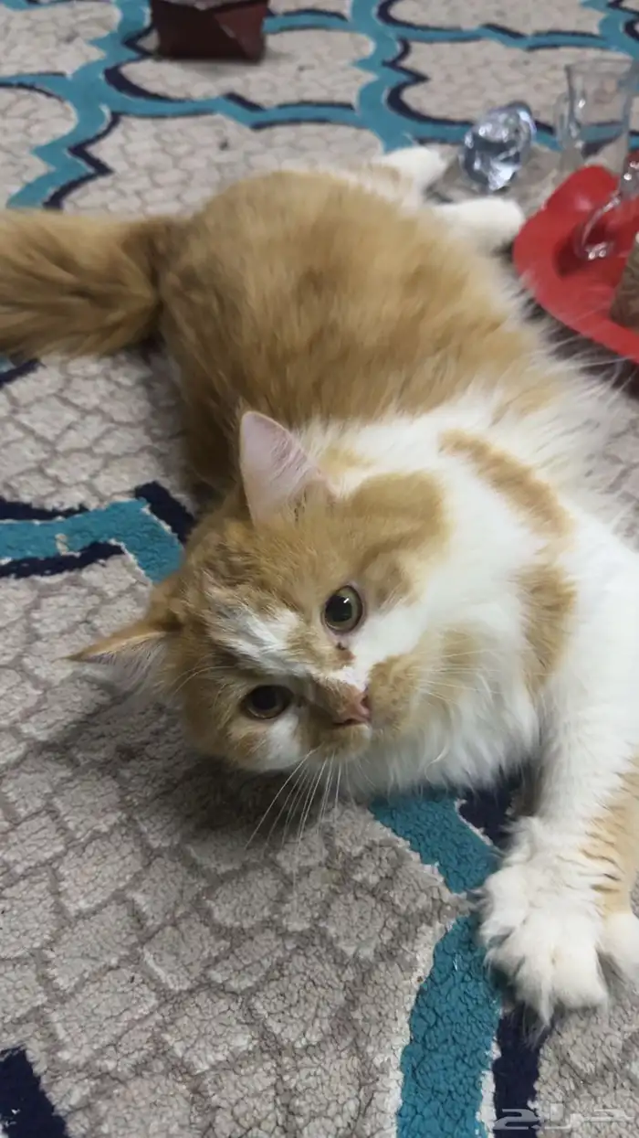 قطط 0