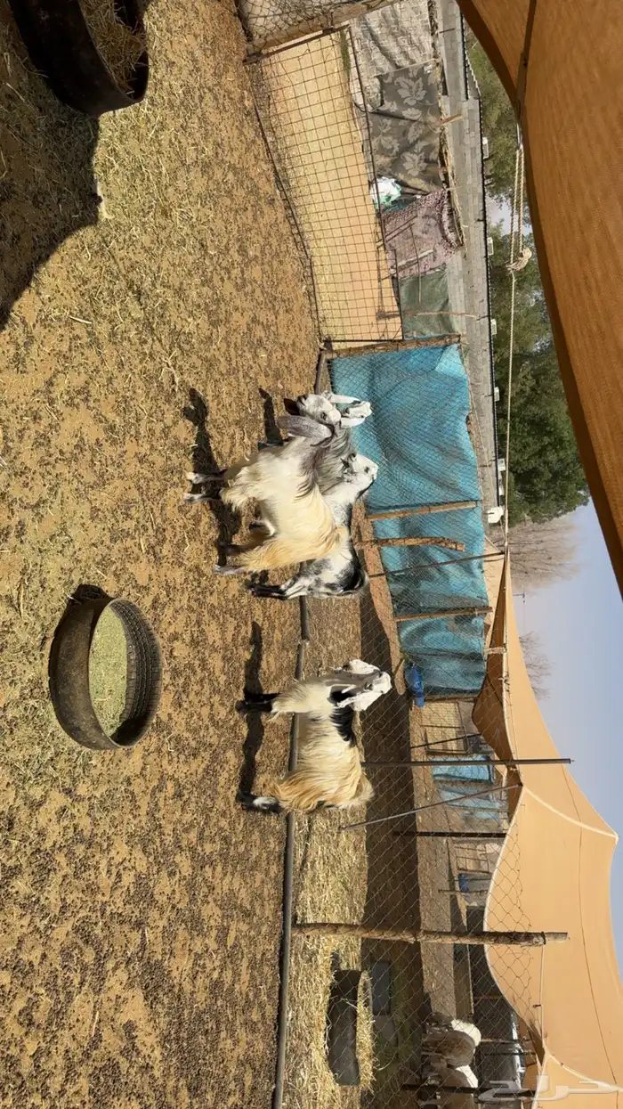 جفرات مقاني طيبه 0