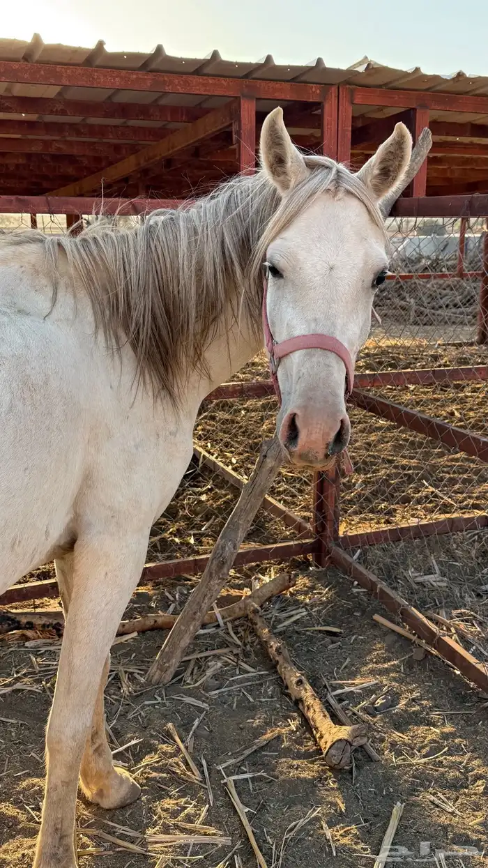 فرس عمرها 4 كفو للبيع عليها مهر ولقاح 0