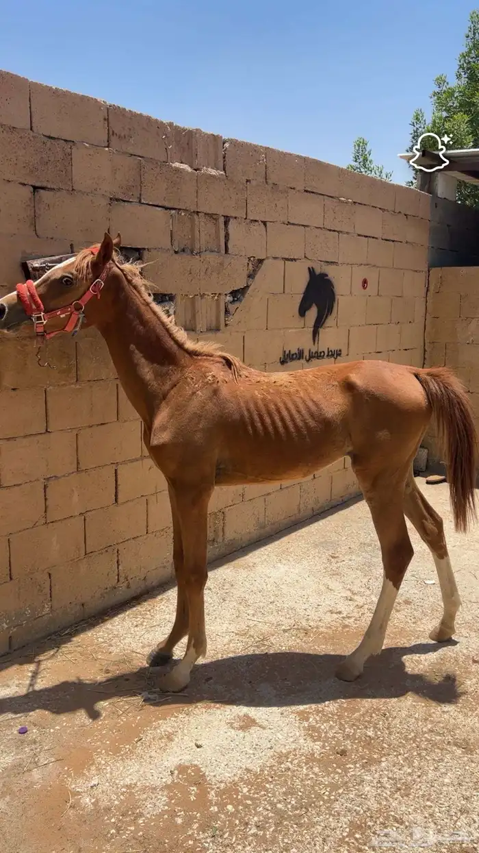 مربط صهوة اصايل يعلن عن تواجد غرفة ايواء باهتمام كامل وعناي 5