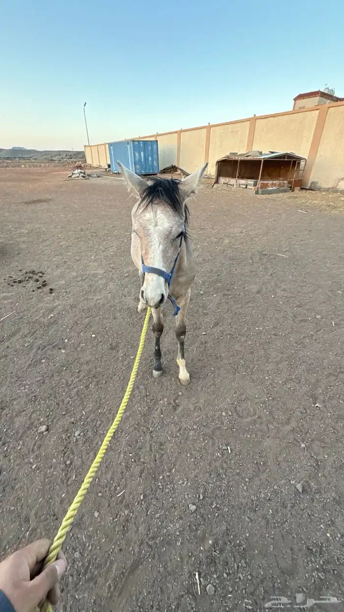 فرس عمرها 4 كفو للبيع عليها مهر ولقاح 18