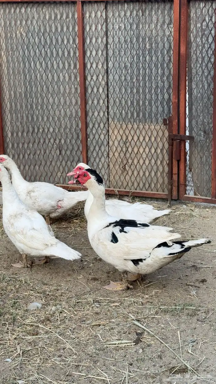 بط منتج وحضان 1