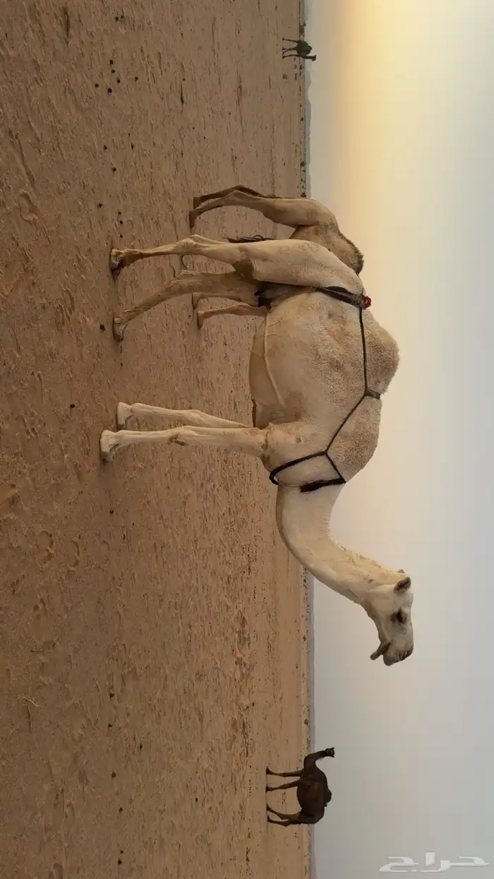 عشرا وضحا تحتها قعود 4