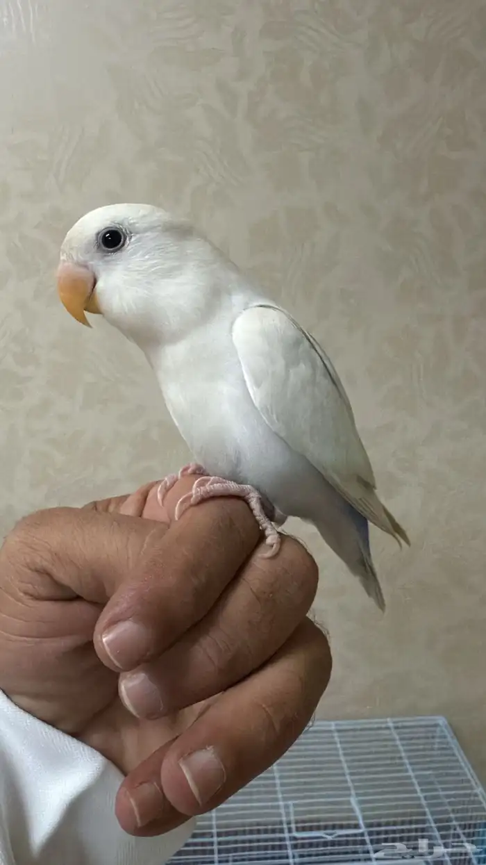 روز هولندي اليف . 0