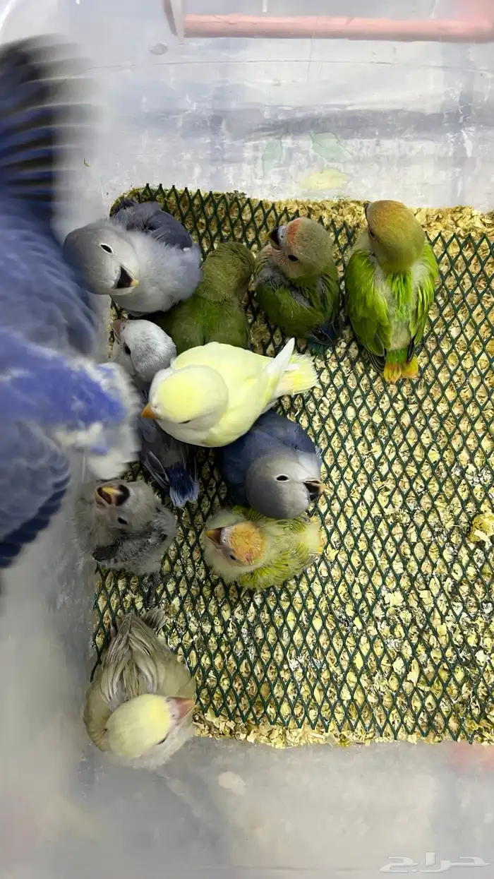 فروخ روز غر 0